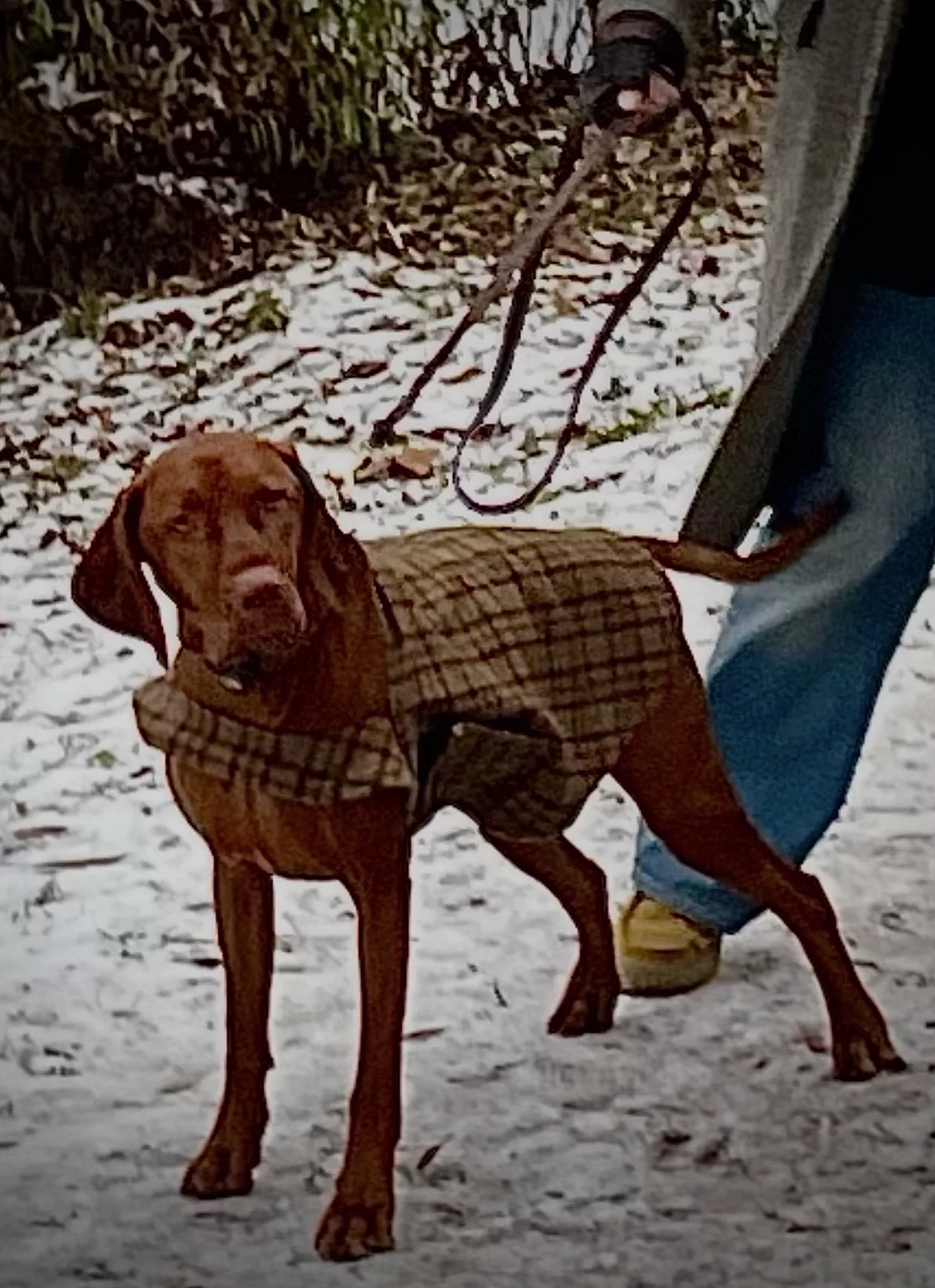 Mitt älsklingsplagg - 12444 Valdemar Lööf